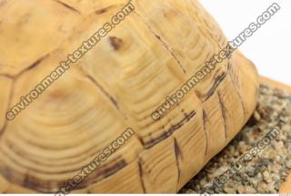 tortoise shell 0035